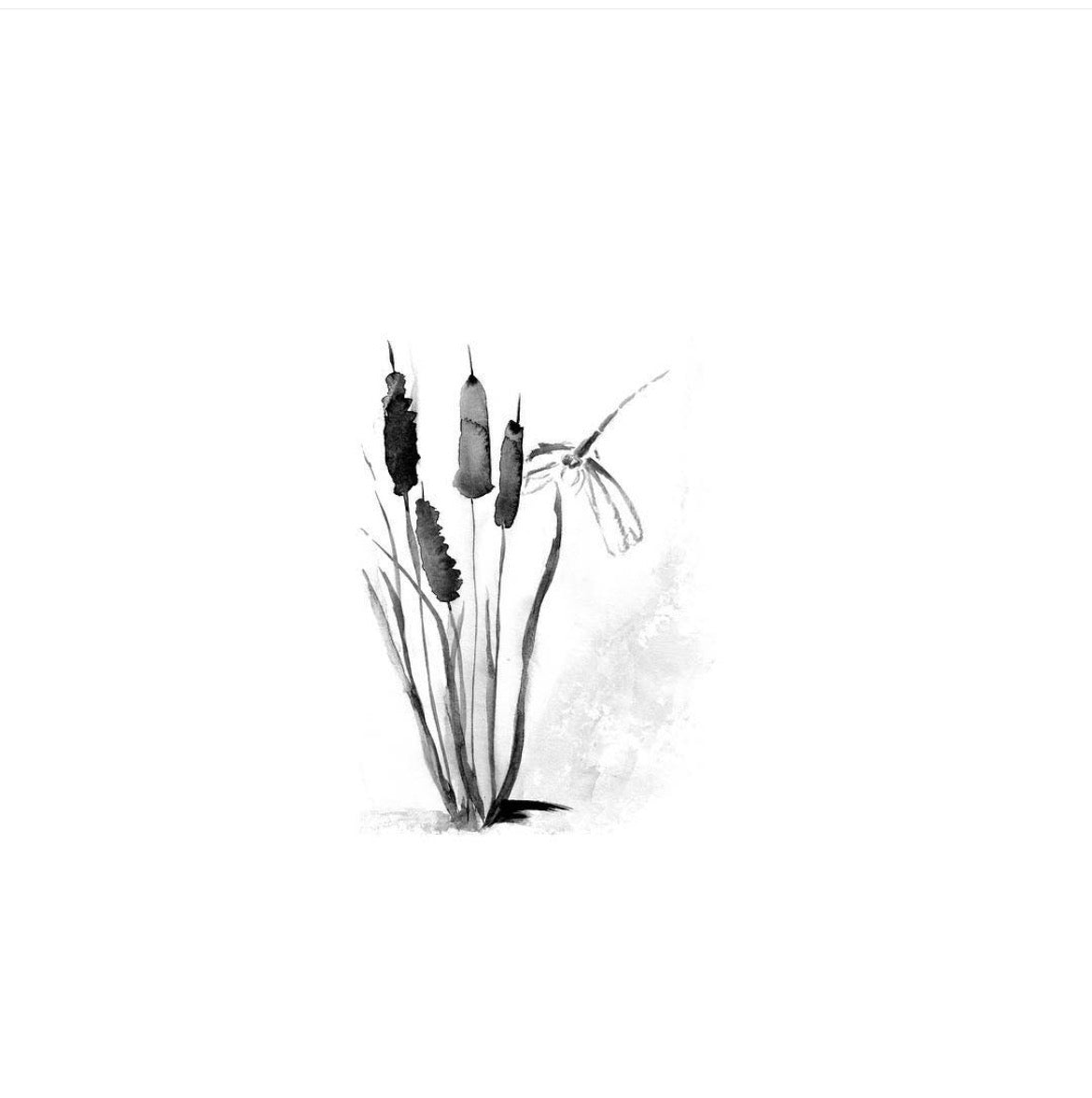 Black and white illustration of cattails on a white background
