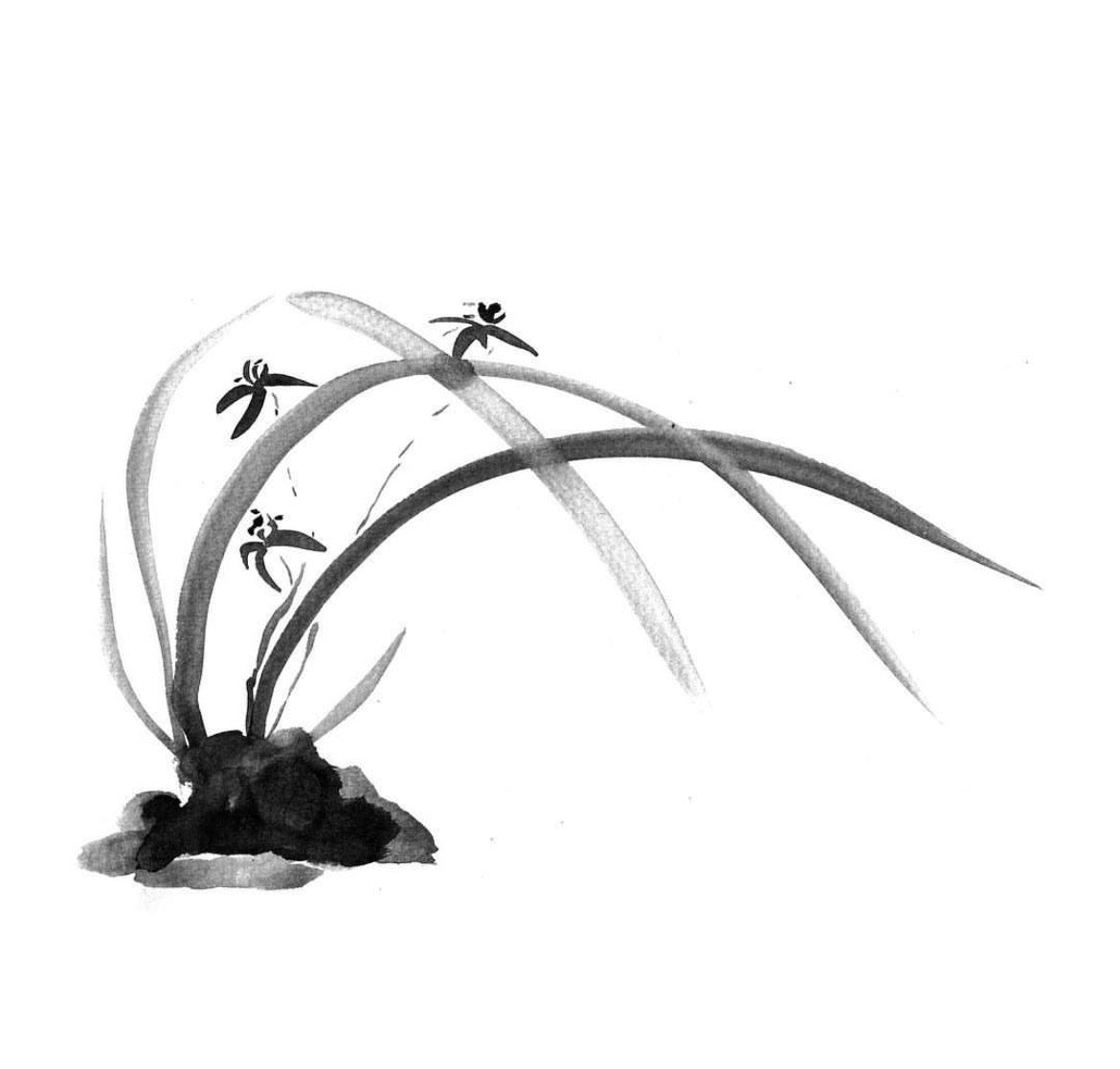 Black and white illustration of orchids with small insects on a white background